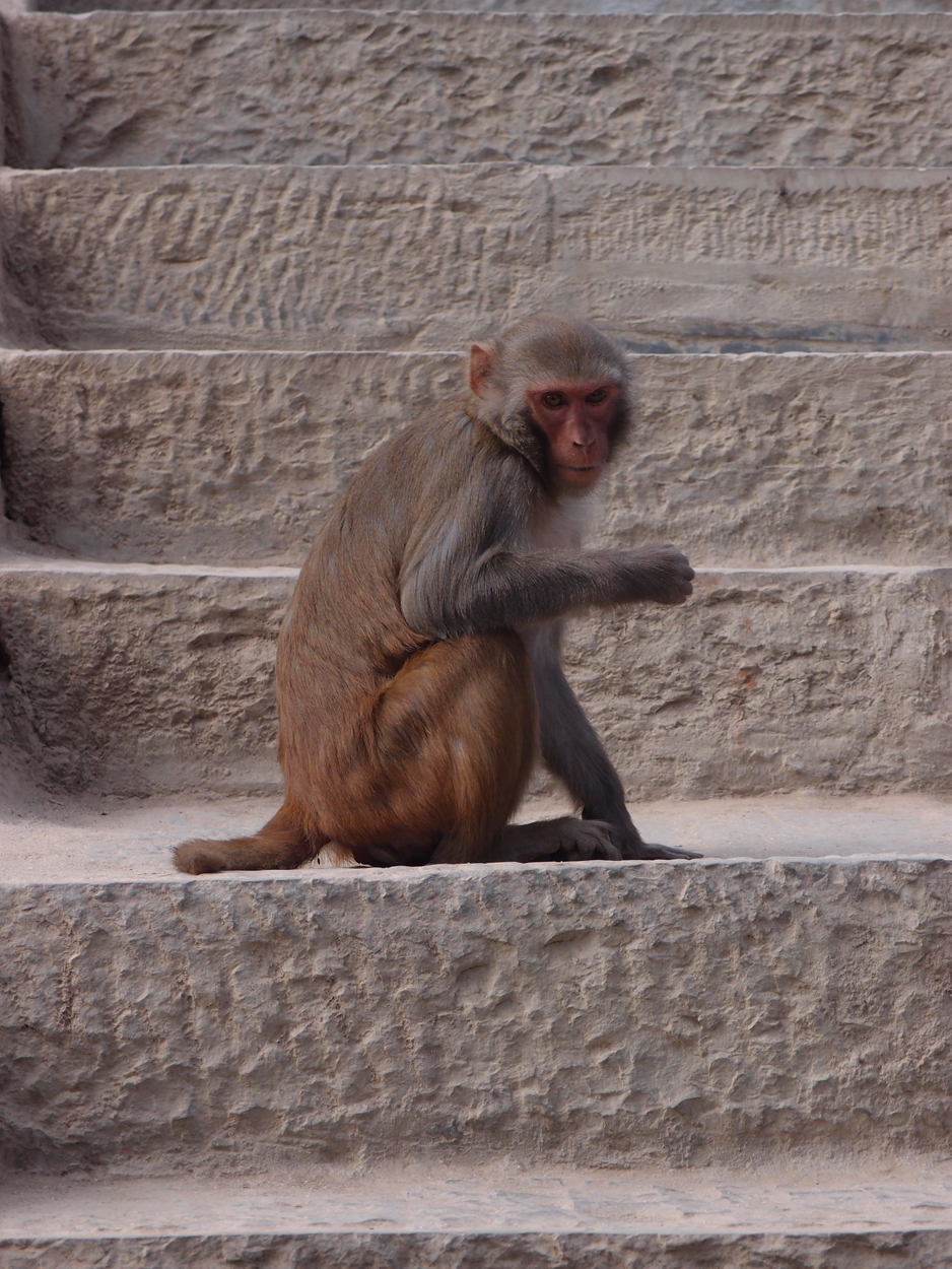 2018-01-14 13 Uhr - Am Tempel (Audio, Foto) 